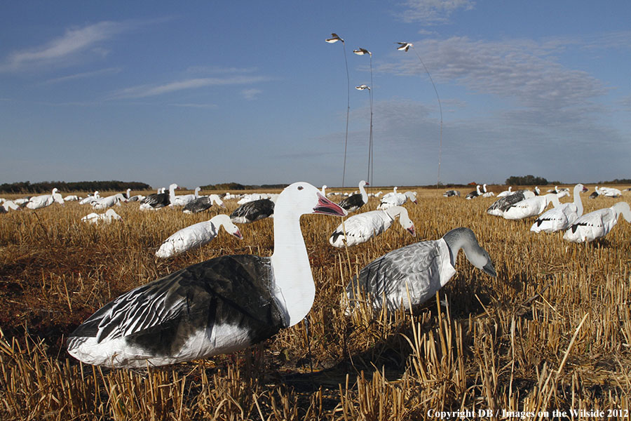 Snow goose decoy set up in field.