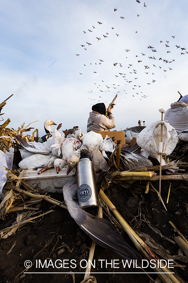 Hunters shooting geese.