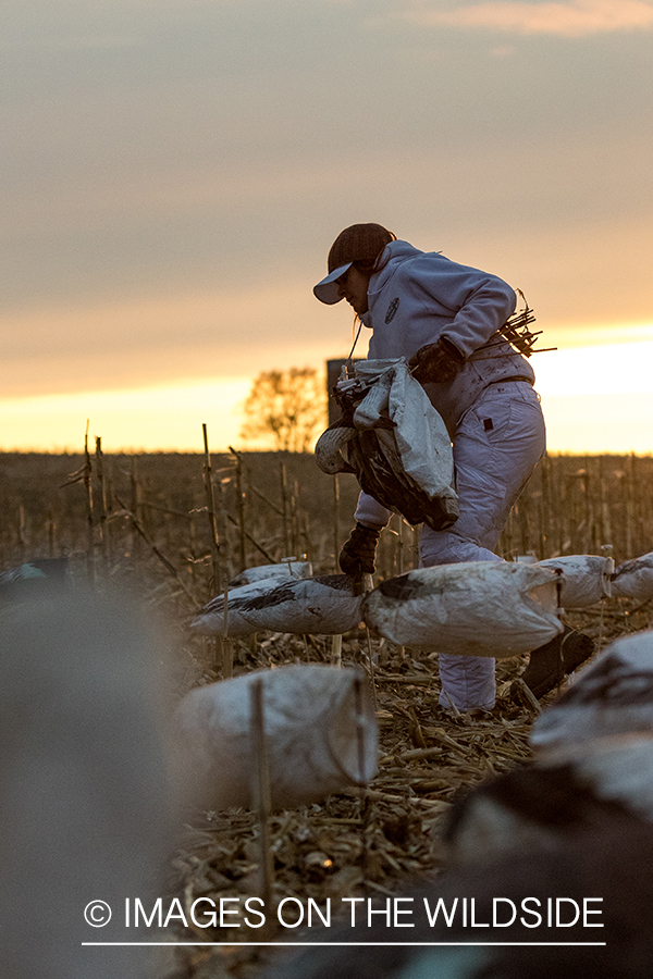 Female goose hunter packing up after day of hunting.
