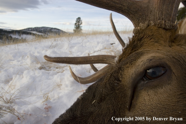 Close-up of downed elk.