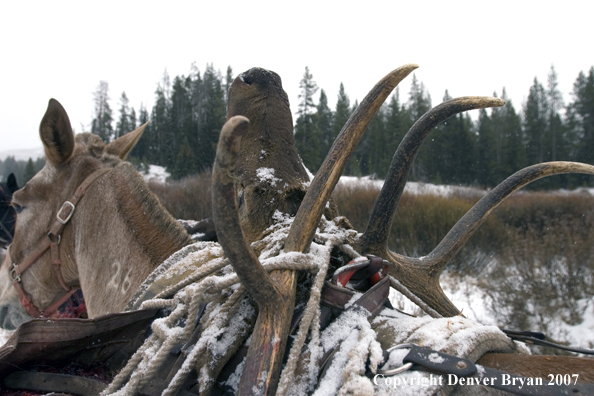 Elk horns on pack horse's back.