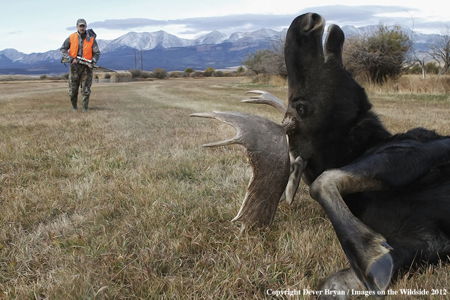 Hunter with downed bull moose in field.