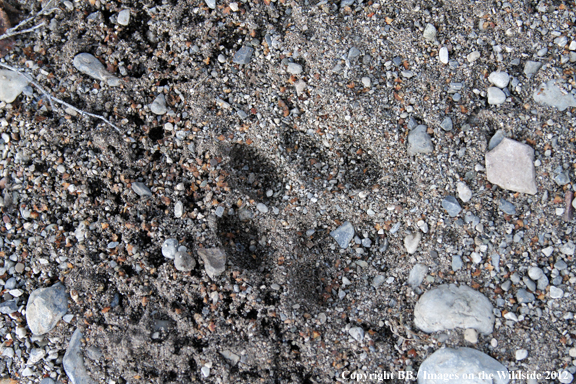 Mountain lion track. 