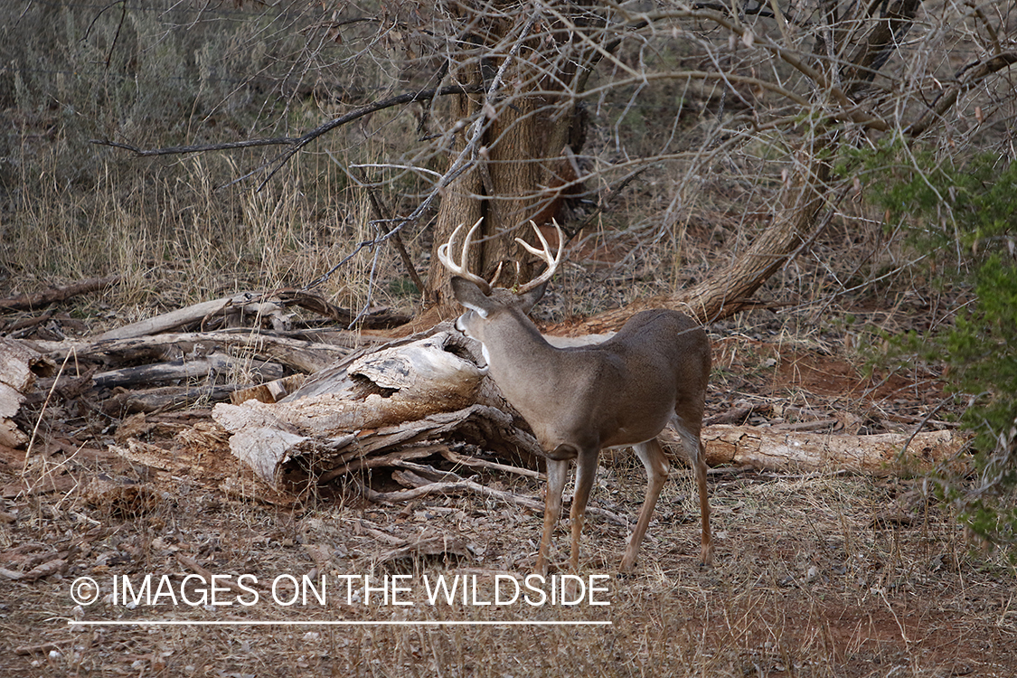 White-tailed buck in field.