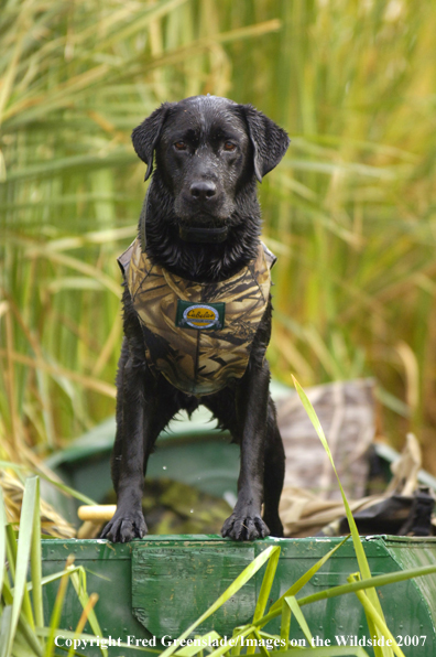 Black Labrador Retriever in canoe