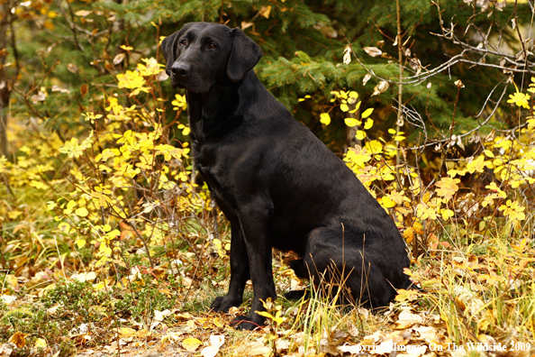 Black Labrador Retriever