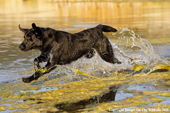 Black Labrador Retriever