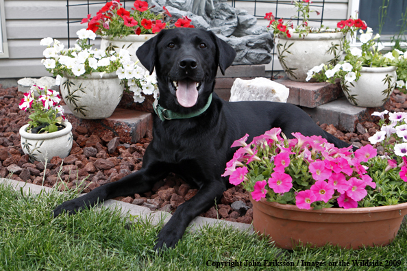 Black Labrador Retriever 