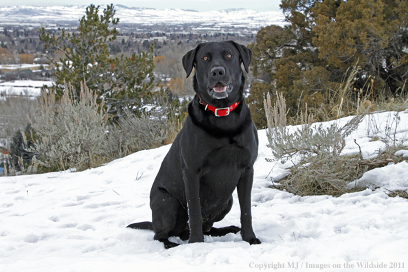 Black Labrador Retriever in winter. 