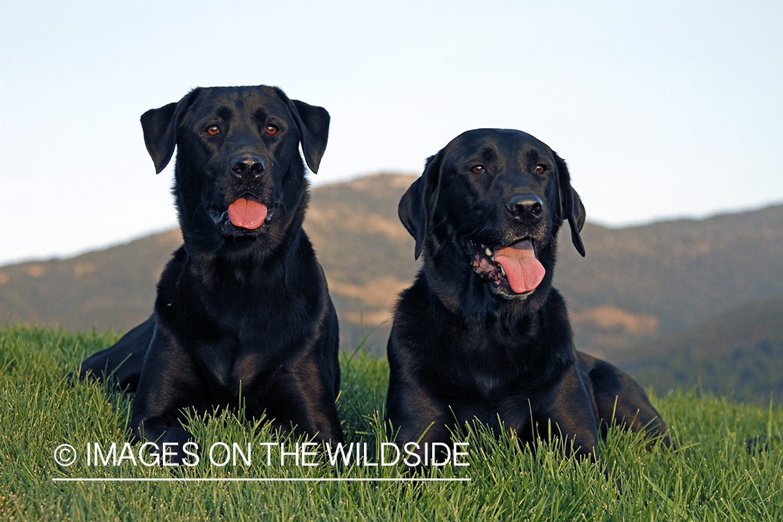 Black Labrador Retrievers