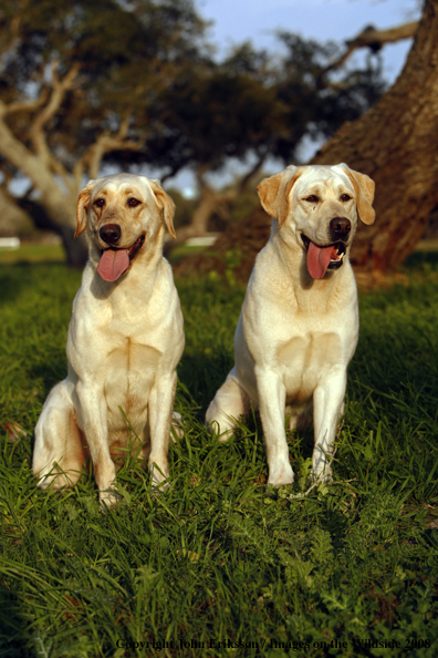 Yellow Labrador Retrievers