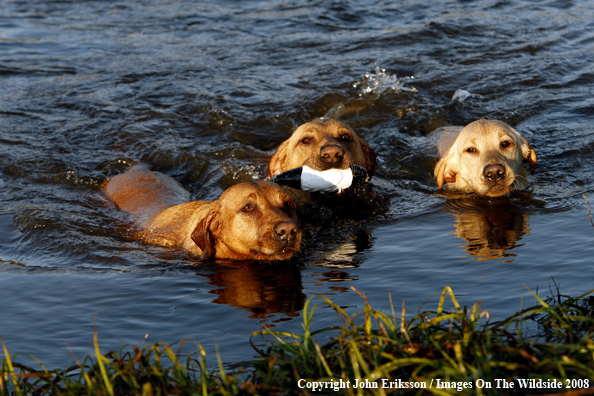 Yellow Labrador Retrievers 