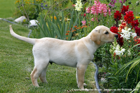 Yellow Labrador Retriever Puppy 