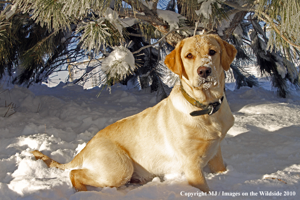 Yellow Labrador Retriever 