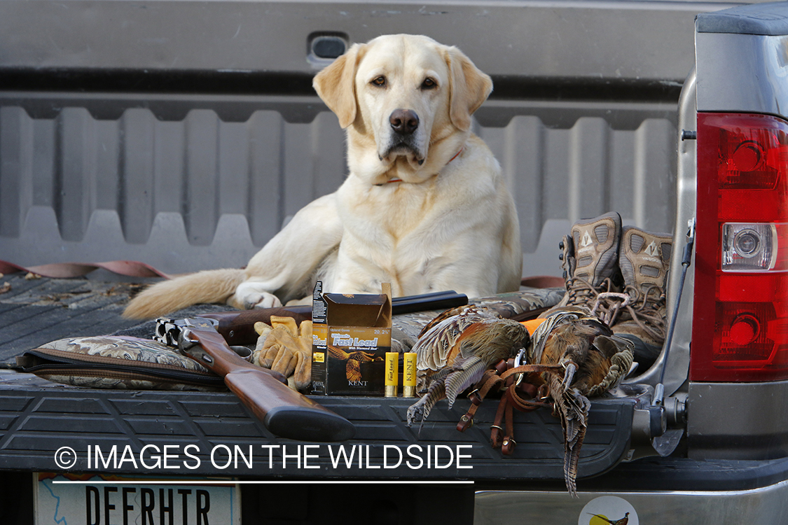 Yellow lab with bagged pheasant in back of pick-up.