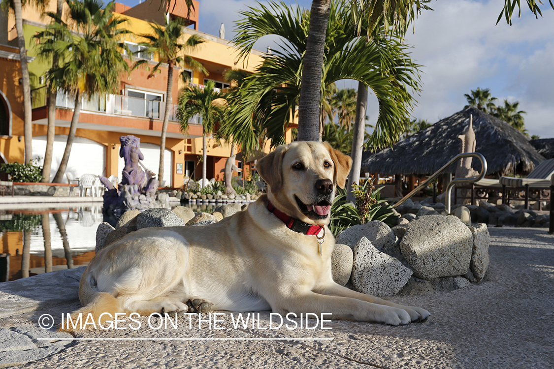 Yellow lab in front of house.
