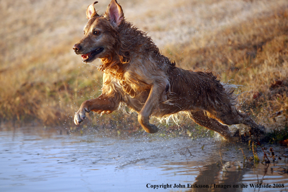 Golden Retriever