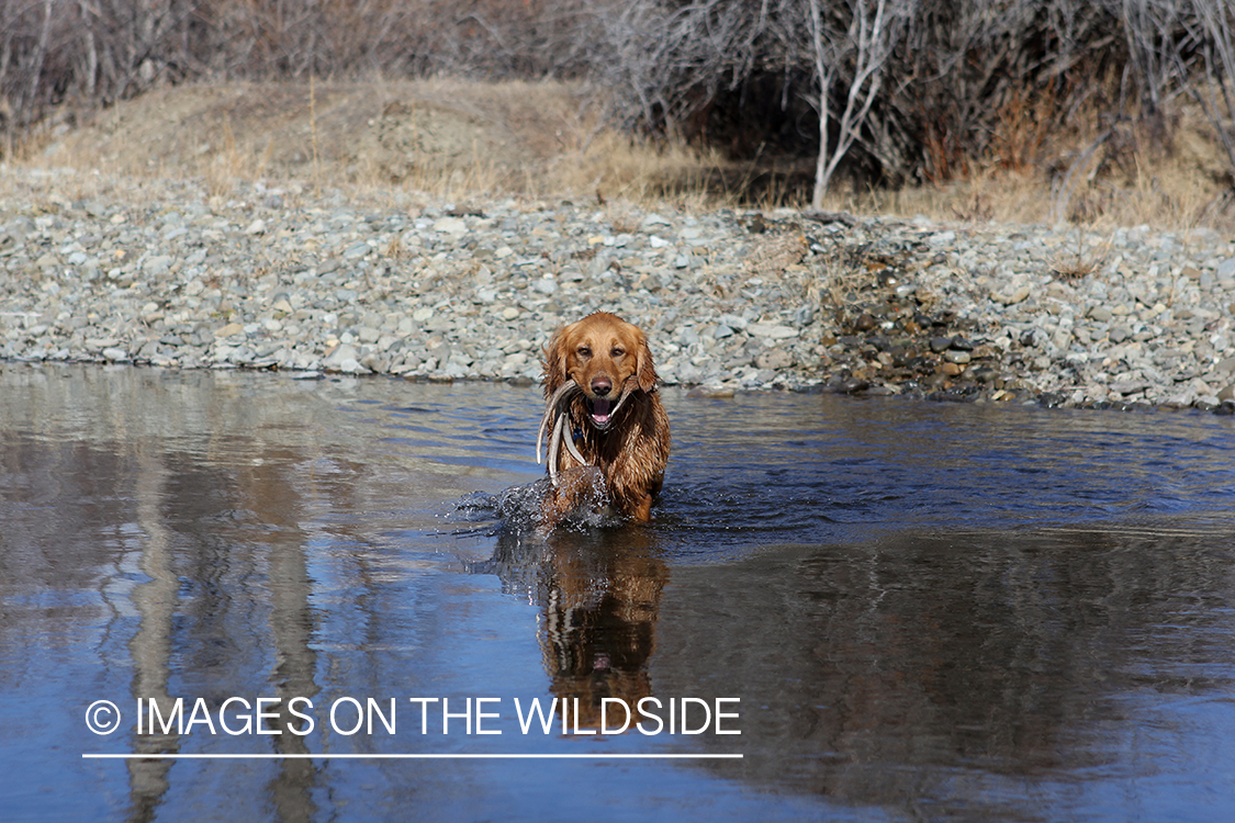 Golden Retriever with antler sheds.