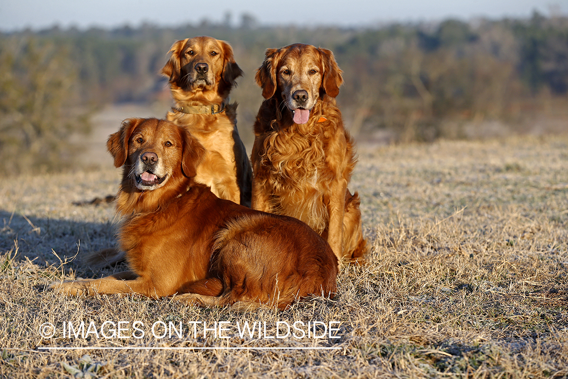 Golden Retrievers