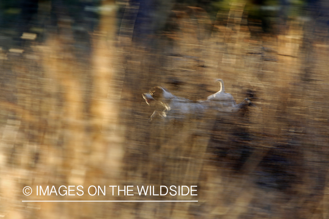 English pointer on bobwhite quail hunt.