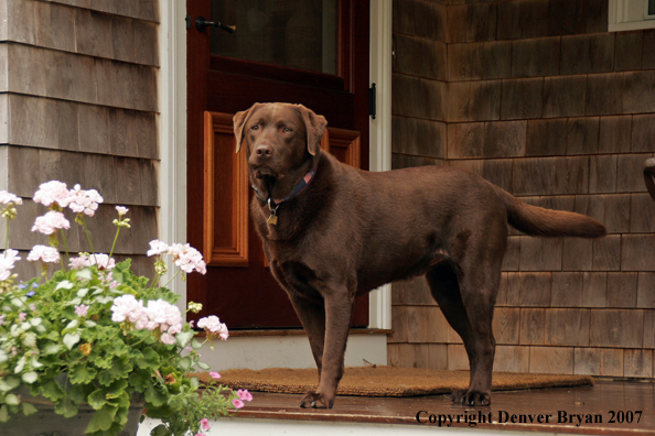 Chocolate Labrador Retriever