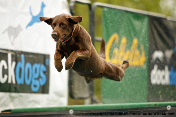 Chocolate Labrador Retriever leaping