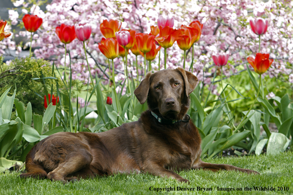 Chocolate Labrador Retriever