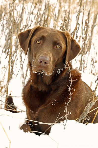 Chocolate Labrador Retriever