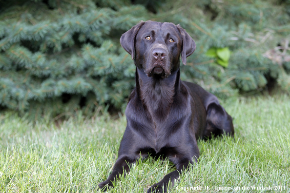 Chocolate Labrador Retriever.