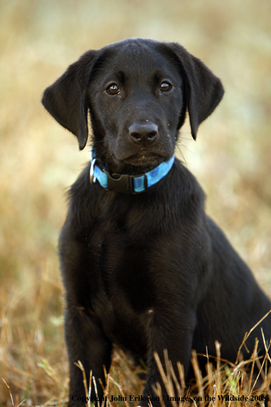 Black Labrador Retriever pup