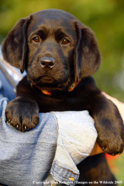 Black Labrador Retriever puppy