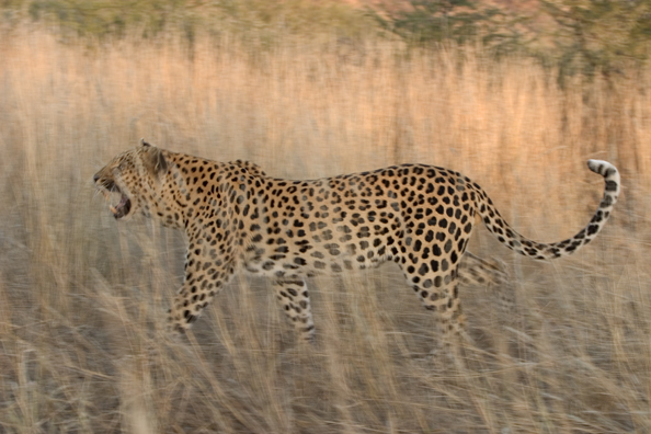 Leopard in habitat. Africa