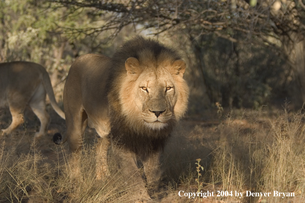 Male African lions in habitat. Africa