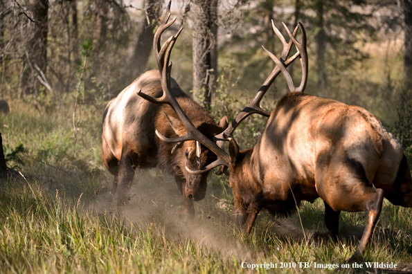 Rocky mountain elk in habitat.