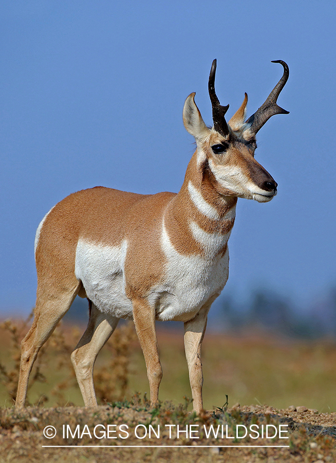 Pronghorn antelope in field.