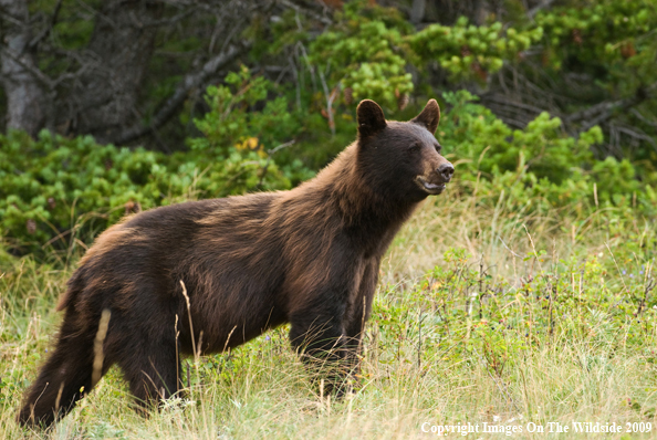 Black Bear