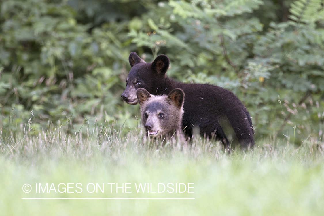 Black Bear cubs in habitat.