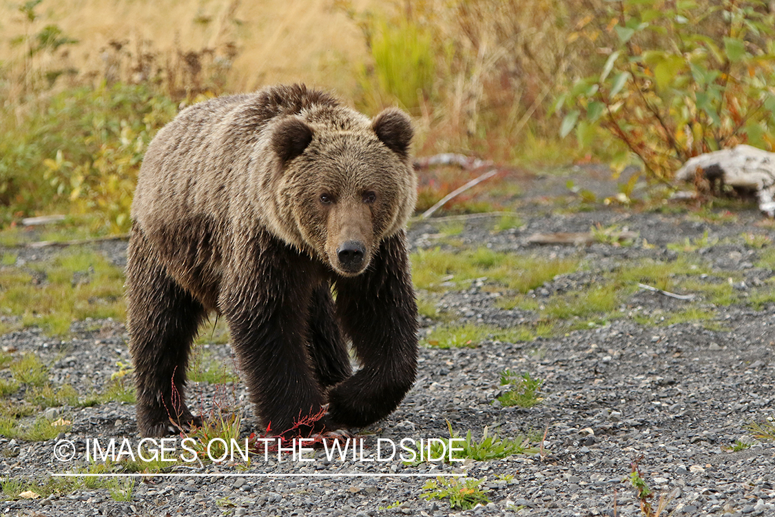 Brown Bear in Alaska.