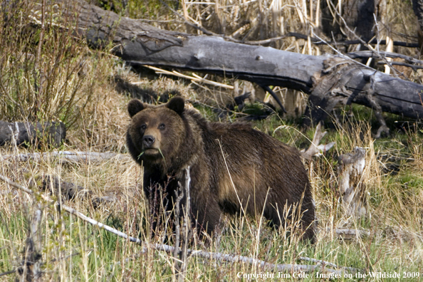 Grizzly bear in habitat