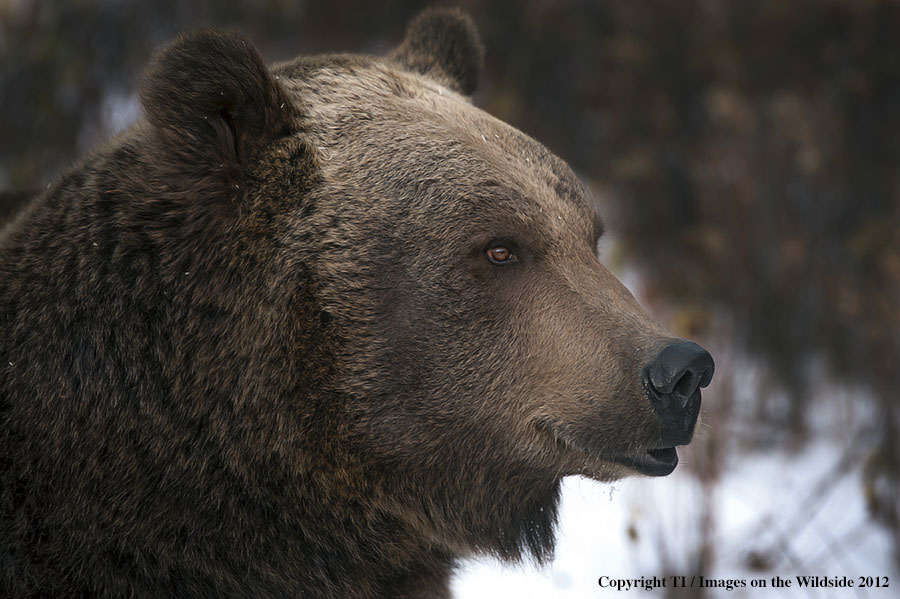 Grizzly Bear in habitat.