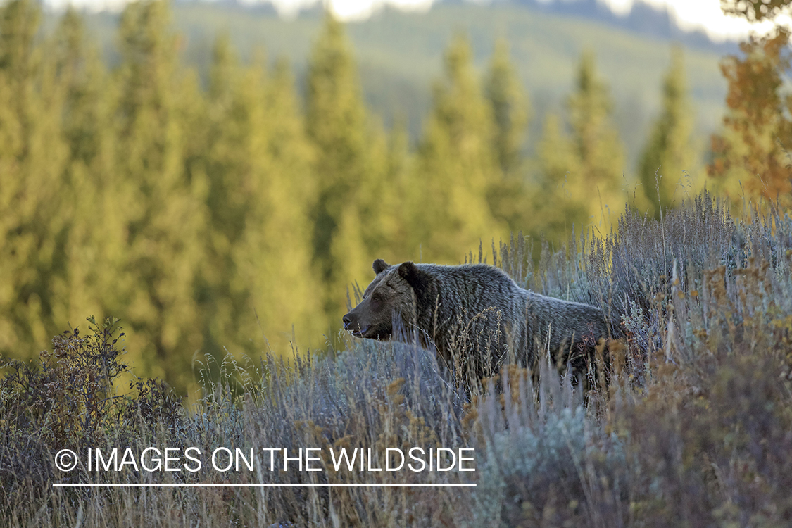 Grizzly bear in Rocky Mountain habitat.