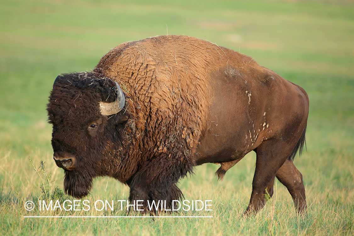 American Bison Bull in the rut.