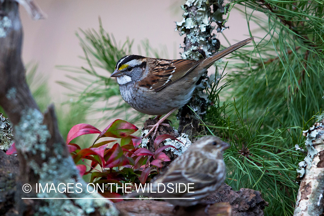 White throated sparrow.