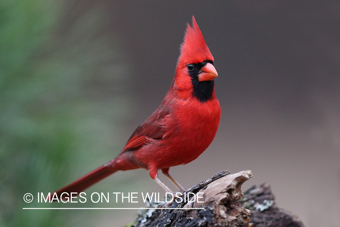 Northern Cardinal on branch.