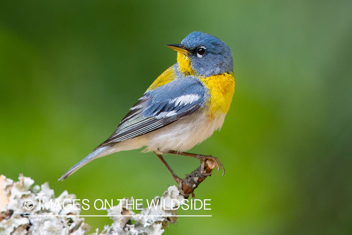 Northern Parula Warbler on branch.