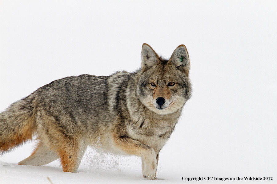 Coyote in winter.