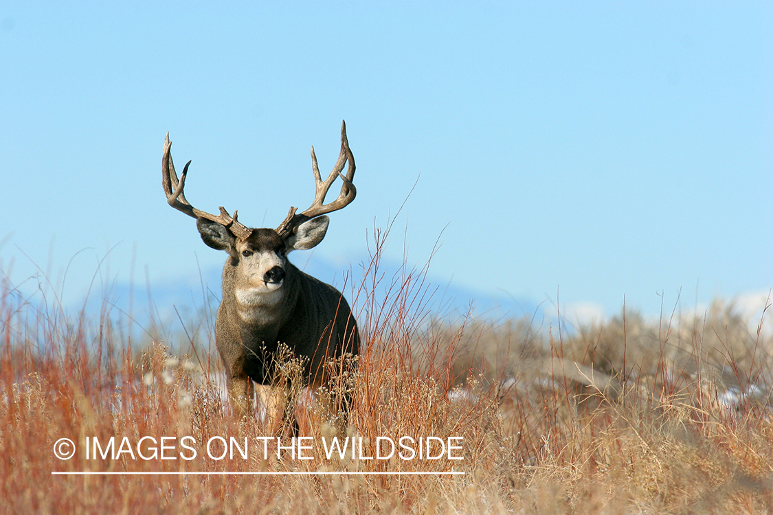 Mule deer buck in habitat. 