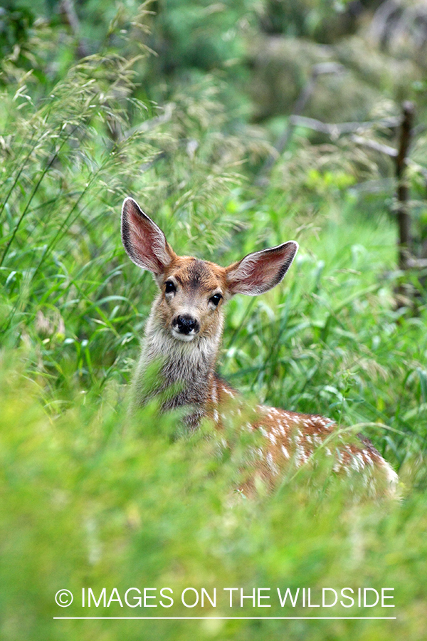 Mule deer fawn in habitat. 