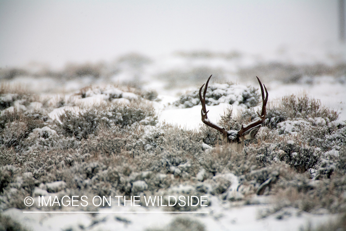 Mule deer buck bedded down in winter habitat