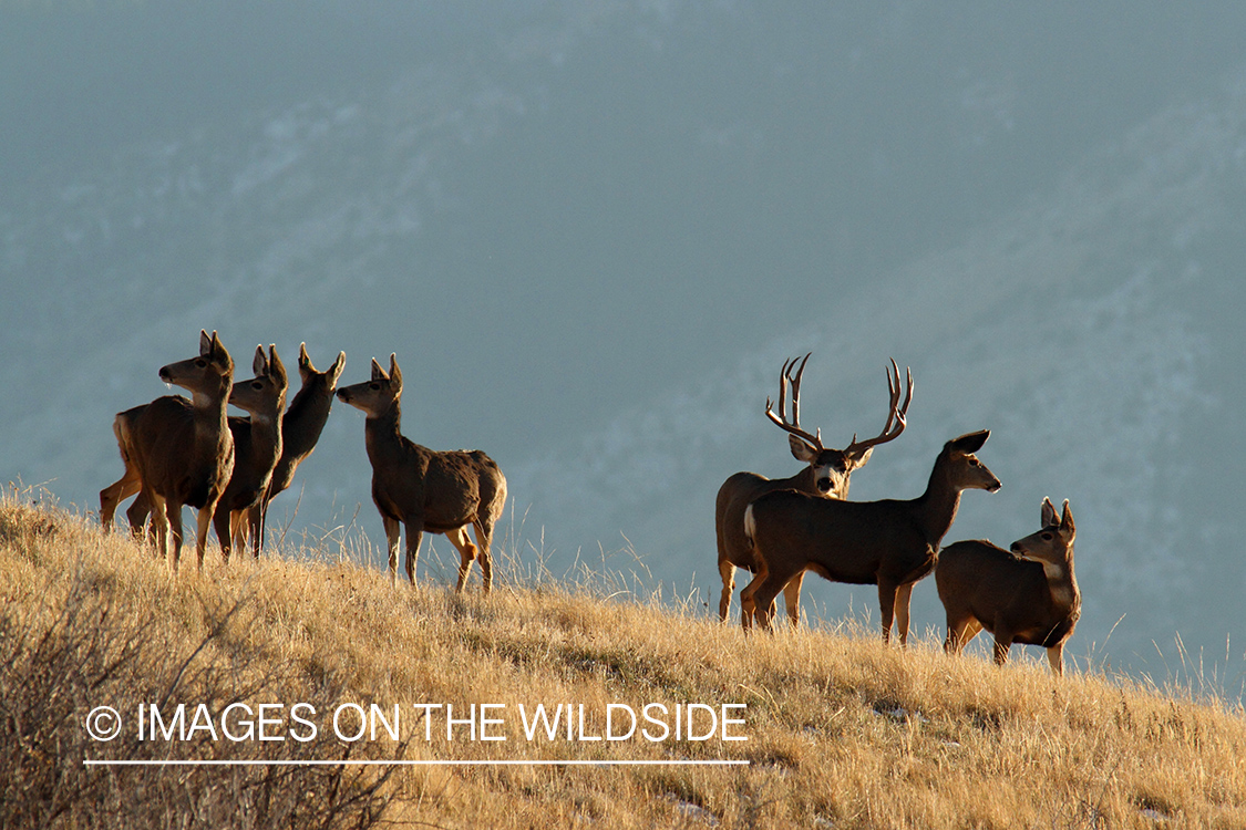 Mule Deer buck with does.